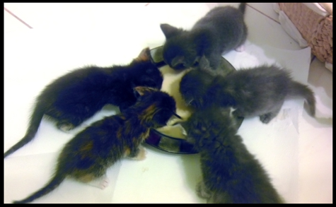 Lunch with Kittens.jpg